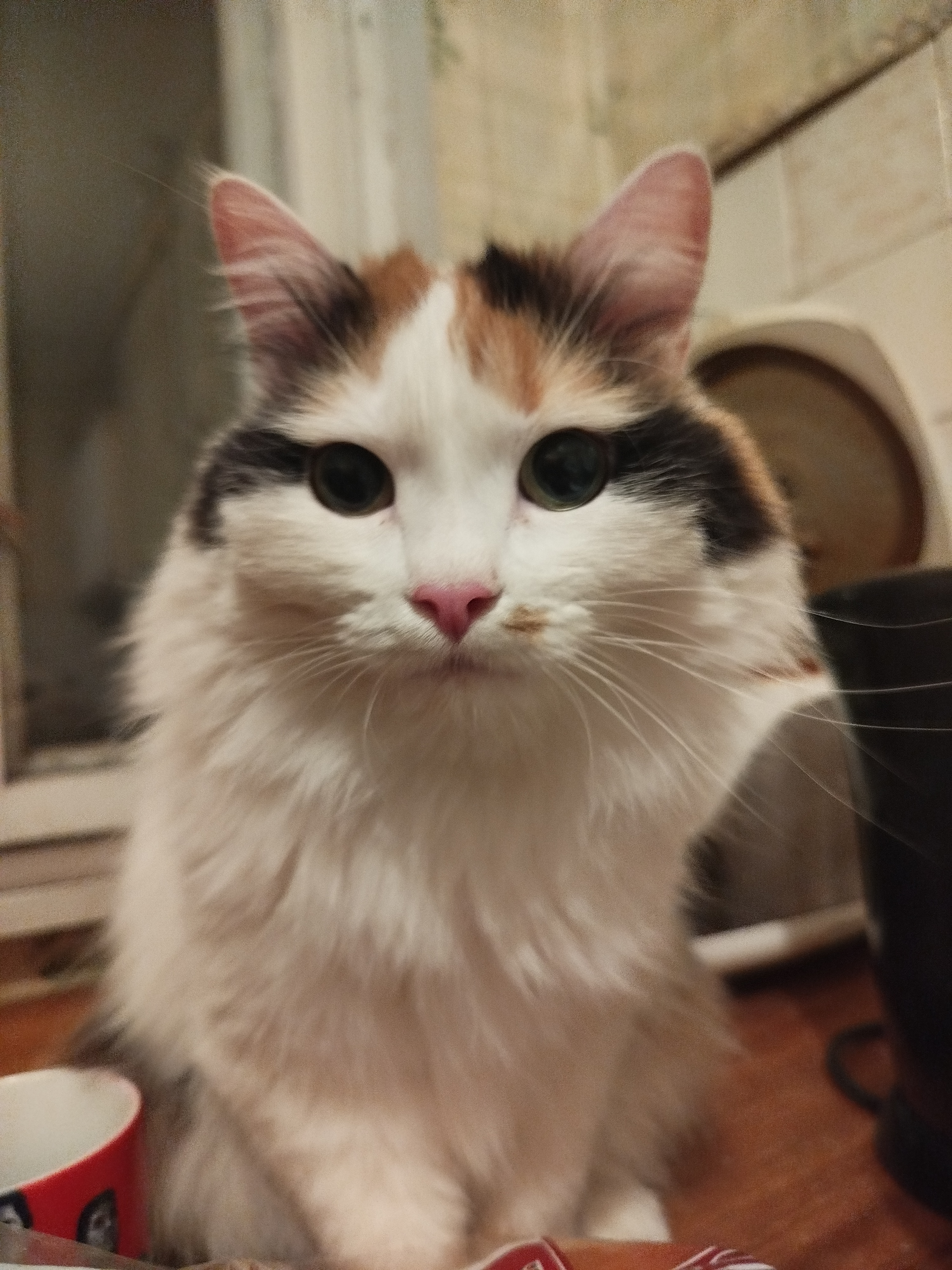 Nice Meow